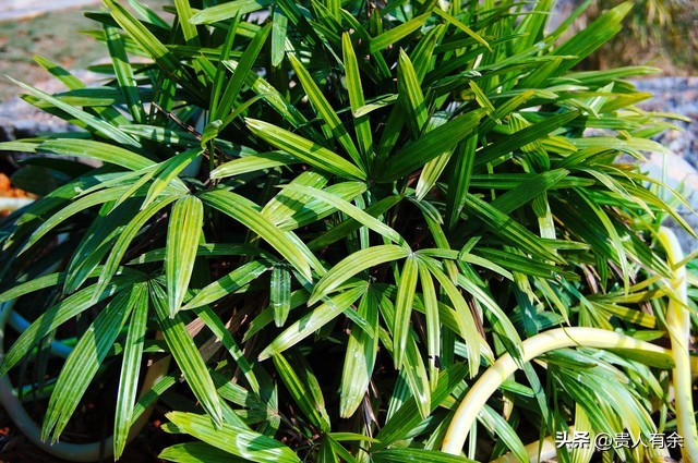 家中花卉的摆放,背景墙花卉摆放