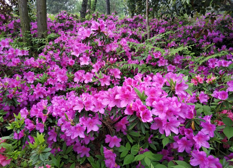 最美江宁四月天,我们只谈春暖花开,诗词歌赋,不聊红尘俗世