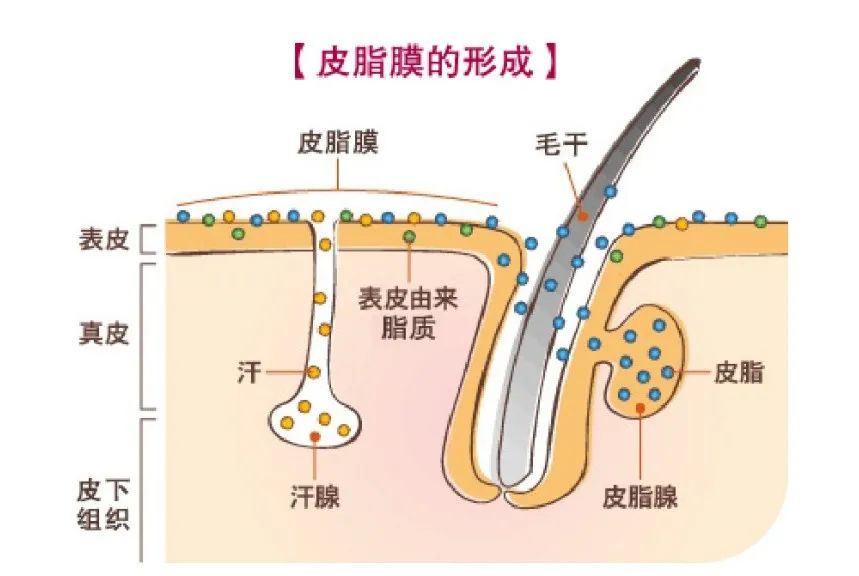 修复皮肤屏障角鲨烷推荐油皮,角鲨烷护肤界的万金油