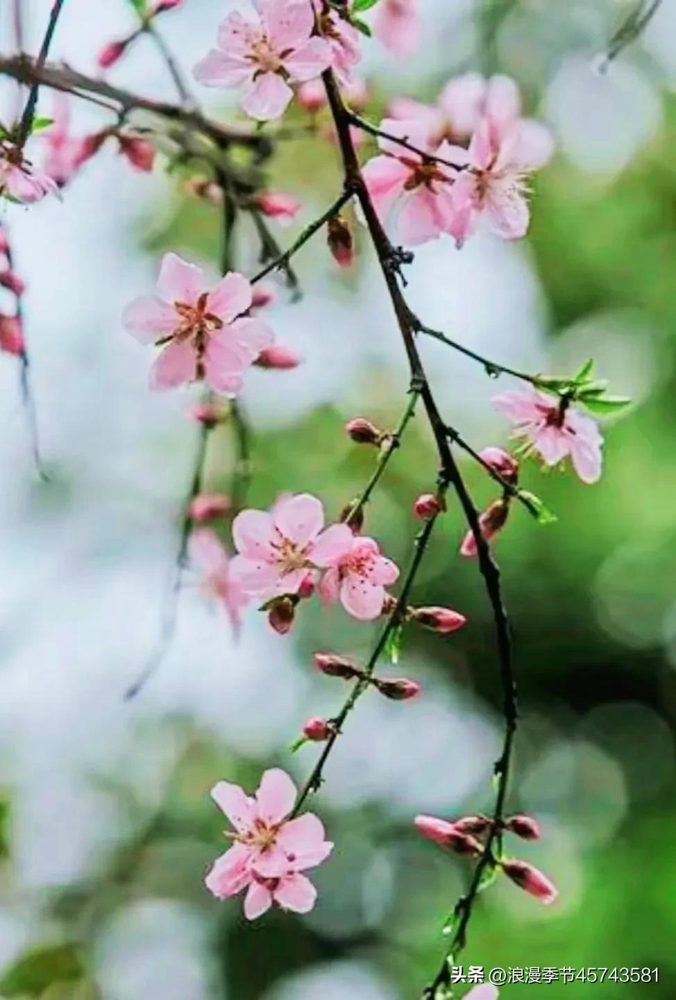 冬的尽头便是春天,冬的尽头一定是春天下一句