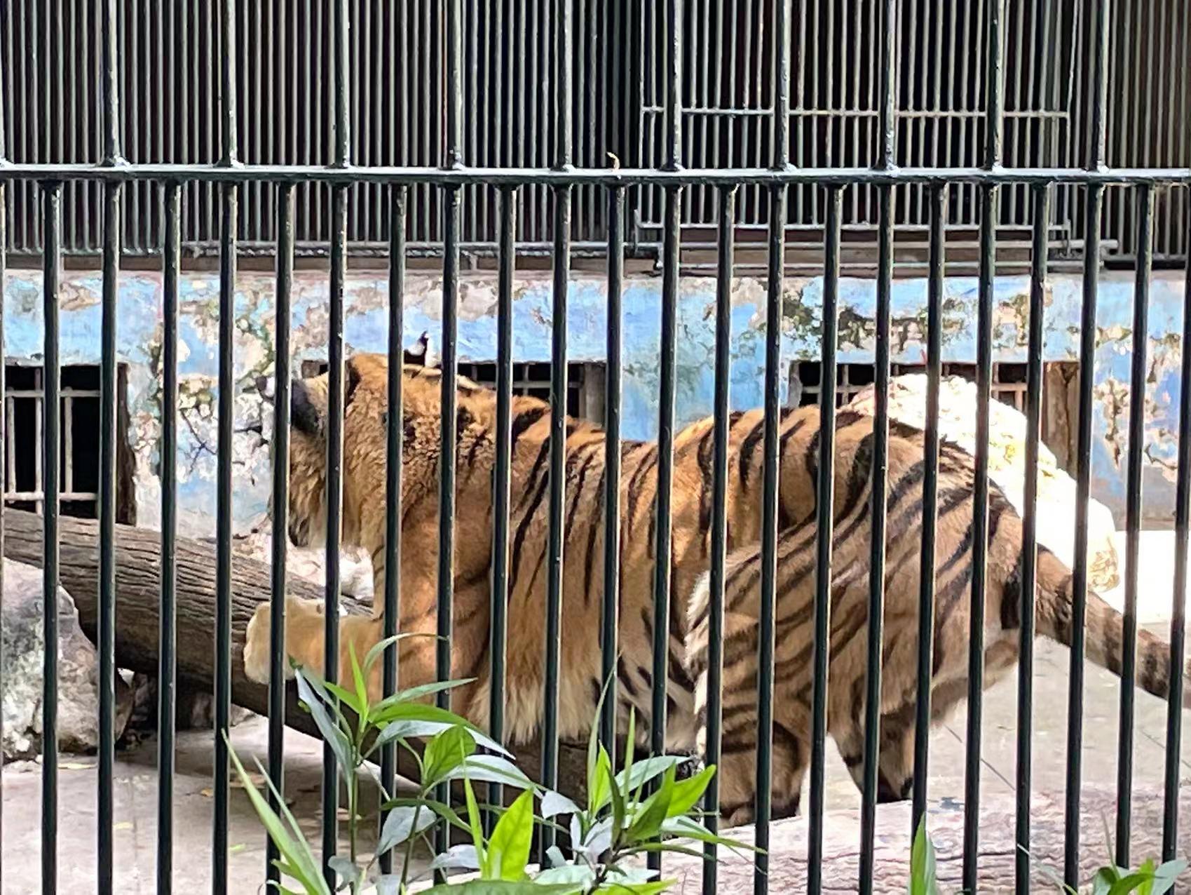 广州长隆动物园60岁以上老人门票,比广州动物园门票更低的动物园