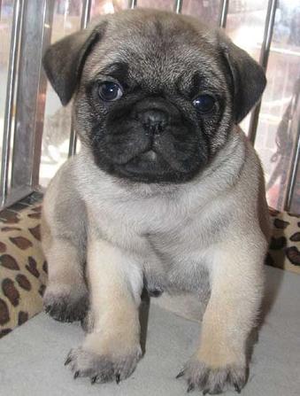 巴哥犬怎么那么蠢,巴哥犬怎么才能听话