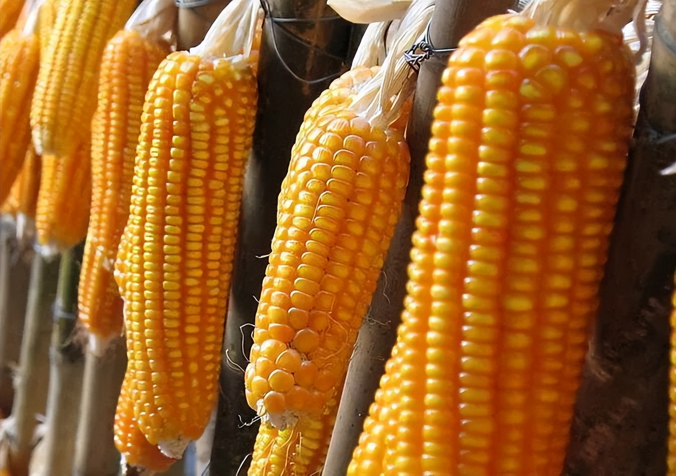 五谷杂粮有多少种豆类,五谷杂粮都有哪些豆类