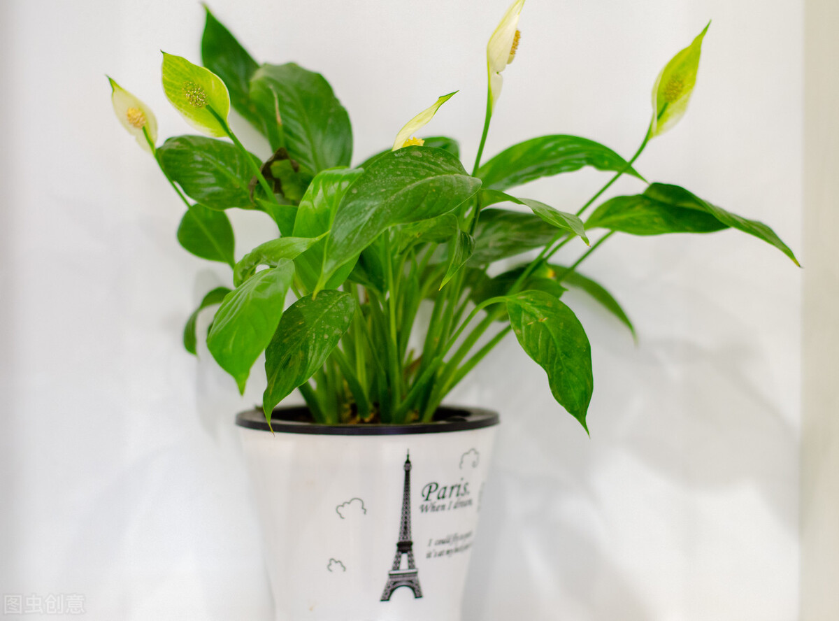 室内水培植物怎样防止蚊虫滋生,除蚊虫的最快的土方法