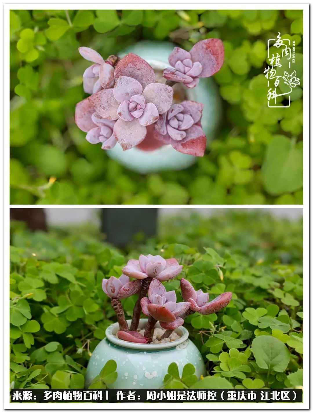 久居多肉深坑，遇见一群可爱的人