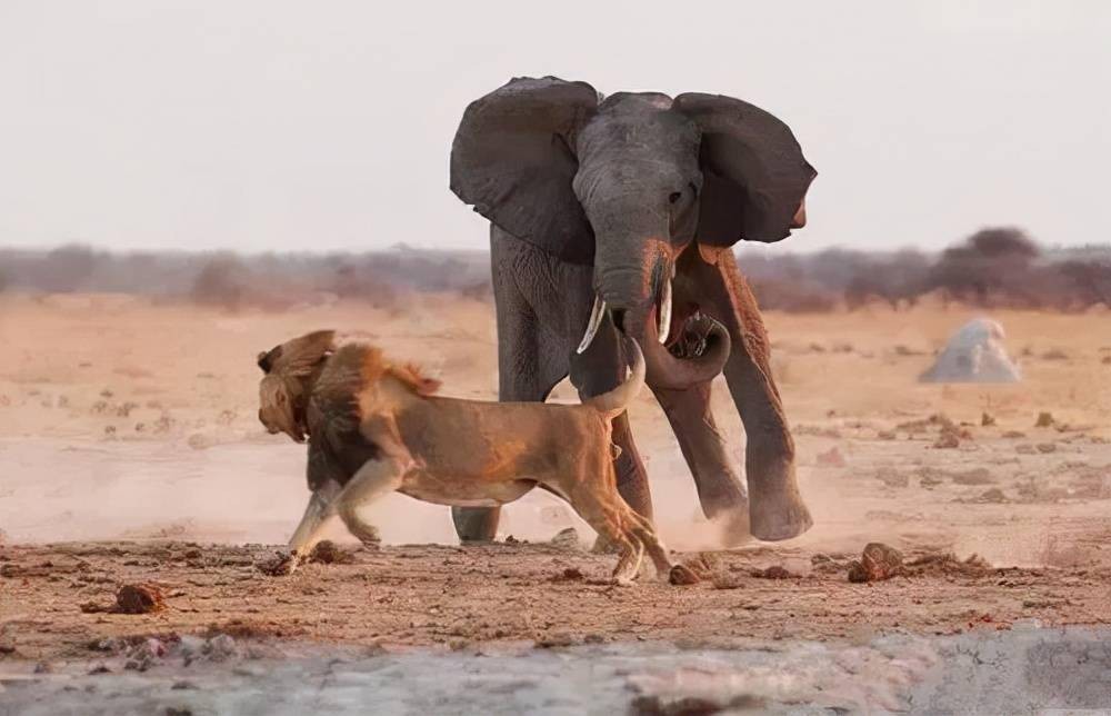 非洲公象在河边喝水，愣头青鳄鱼趁机一口咬住象鼻，大象痛苦吼叫