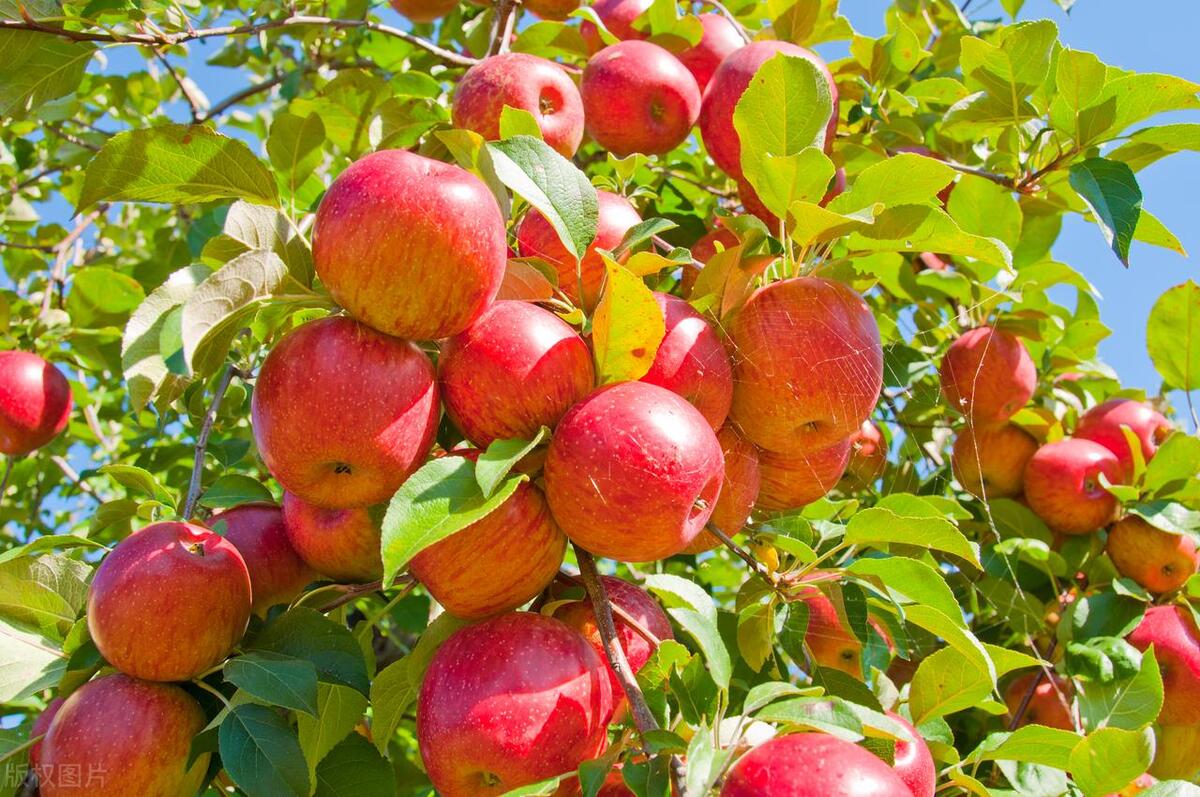 适合农村小院种植的中药材,农村土地适合种植什么经济作物呢
