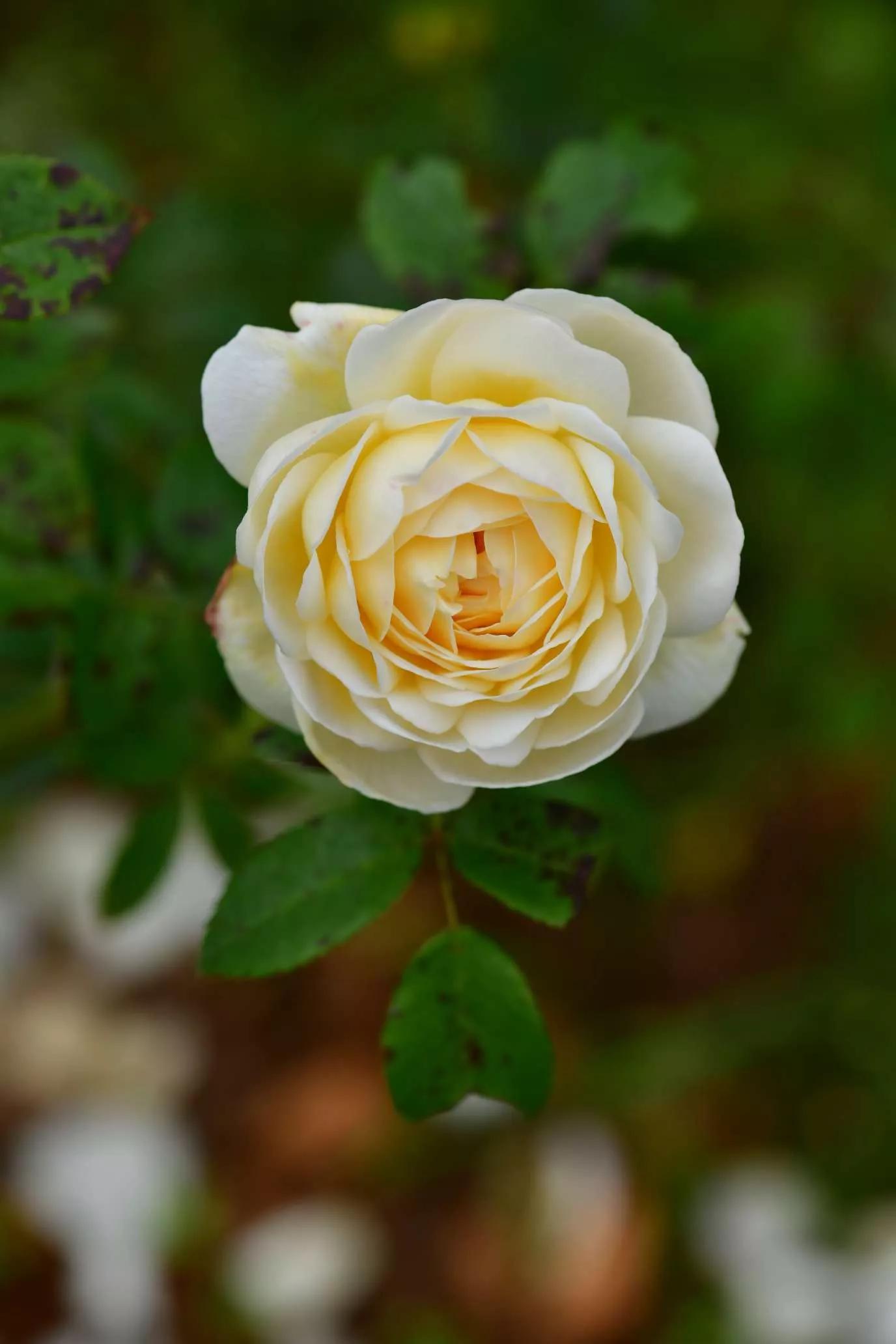 所有花的名称大全,认识各种花的寓意