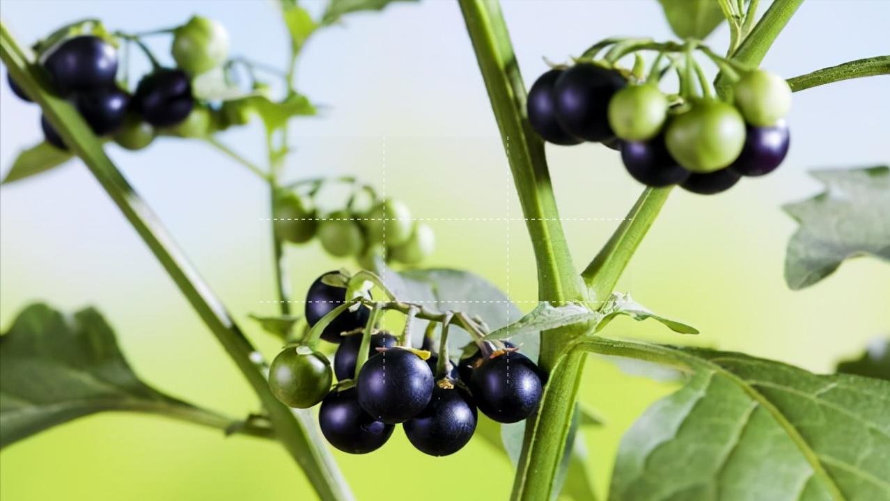 美貌却不美味的假狗*子奶**和貌丑却酸甜可口的狗*子奶**，你好哪一口？