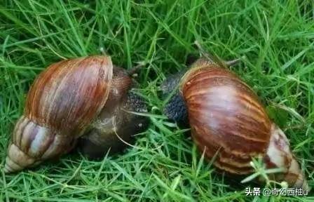 雨后出现的大蜗牛为啥不能摸,雨后出现的大蜗牛有毒吗