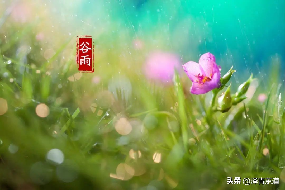 谷雨适合喝什么茶,谷雨喝什么茶叶