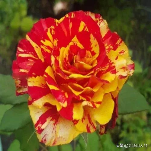 微型月季品种价格是多少 (微型月季品种有哪些)