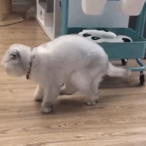 这6种猫不贵又好养养到就赚到,这六种猫养不得