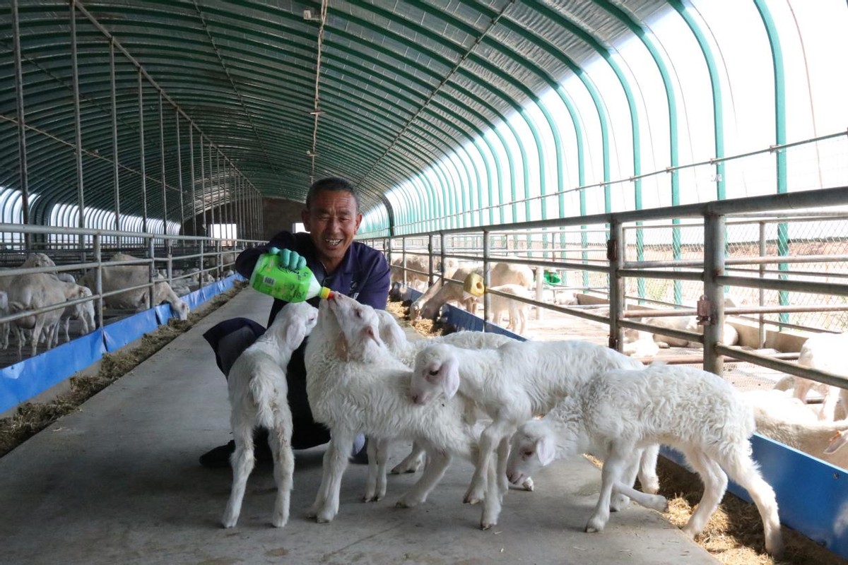 黑山羊产业发展带动乡村振兴,黑山羊带动乡村振兴