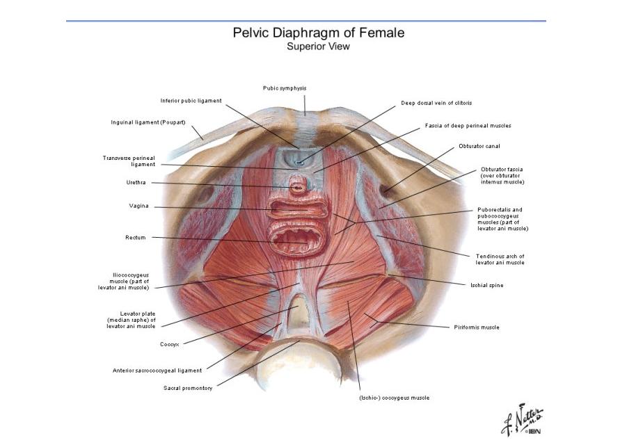 肛裂之后是不是很容易继续肛裂,如果是肛裂该怎么处理