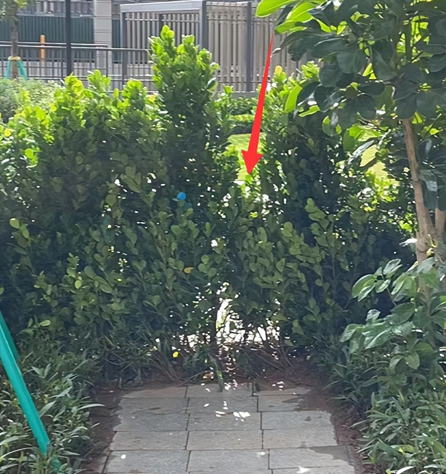 灏镐綅绱犻璁藉埡瑙嗛,淇濆埄涓滈儭灏镐綅绱犻