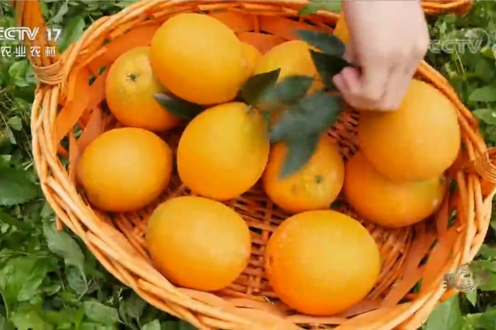 愚公移苍山荒山化作聚宝盆,200亩荒山变成聚宝盆