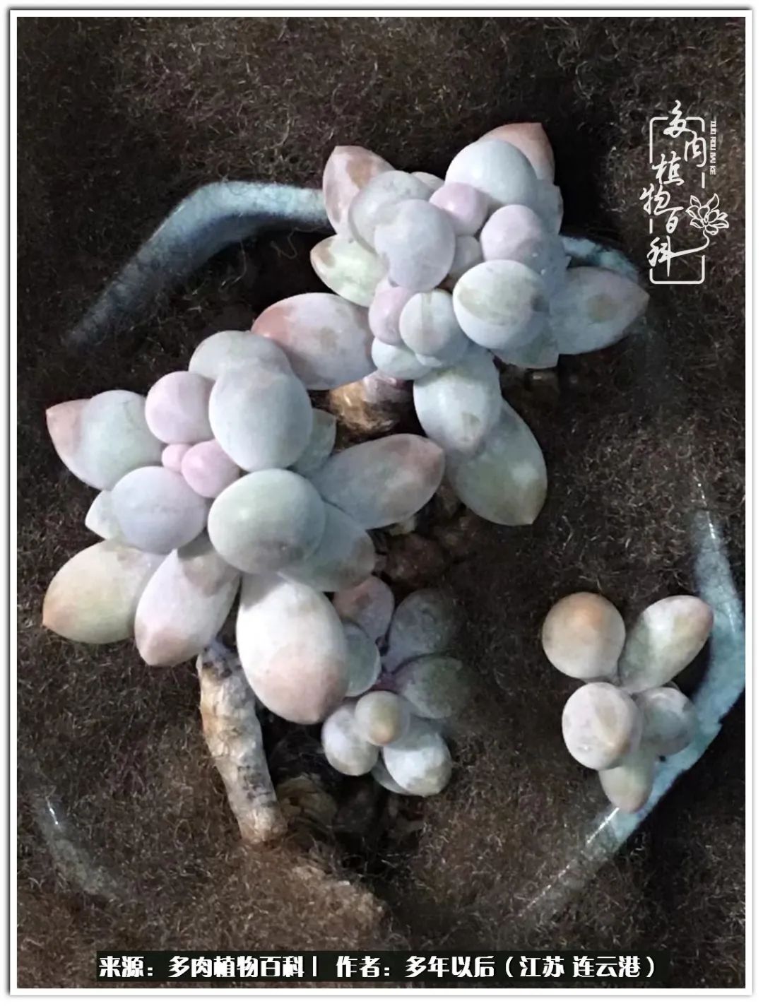 我若不弃，愿你不负我所期