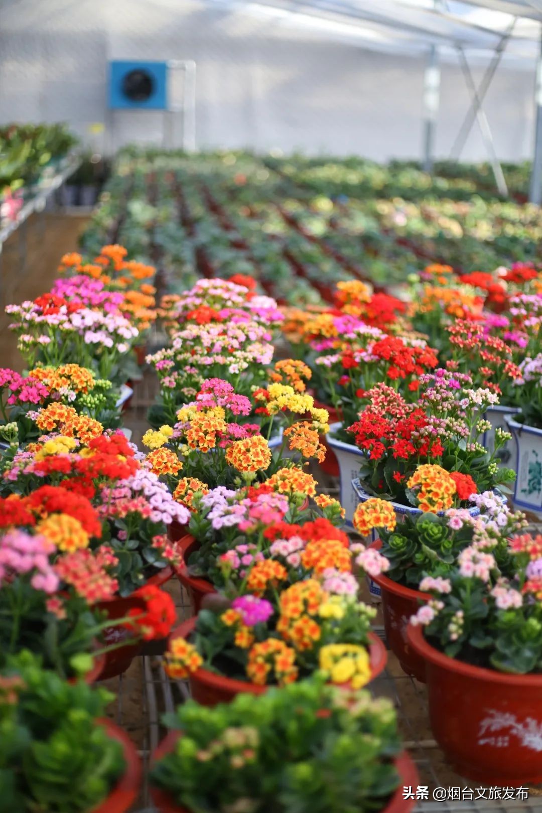 烟台祥和花鸟市场,烟台花鸟市场