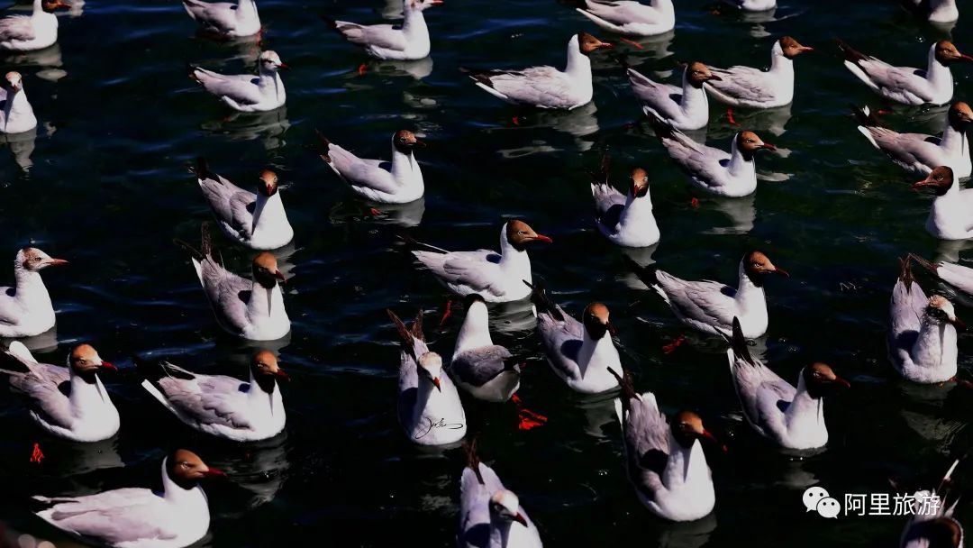 你永远可以相信迪丽热巴,你永远可以相信彝语的魅力