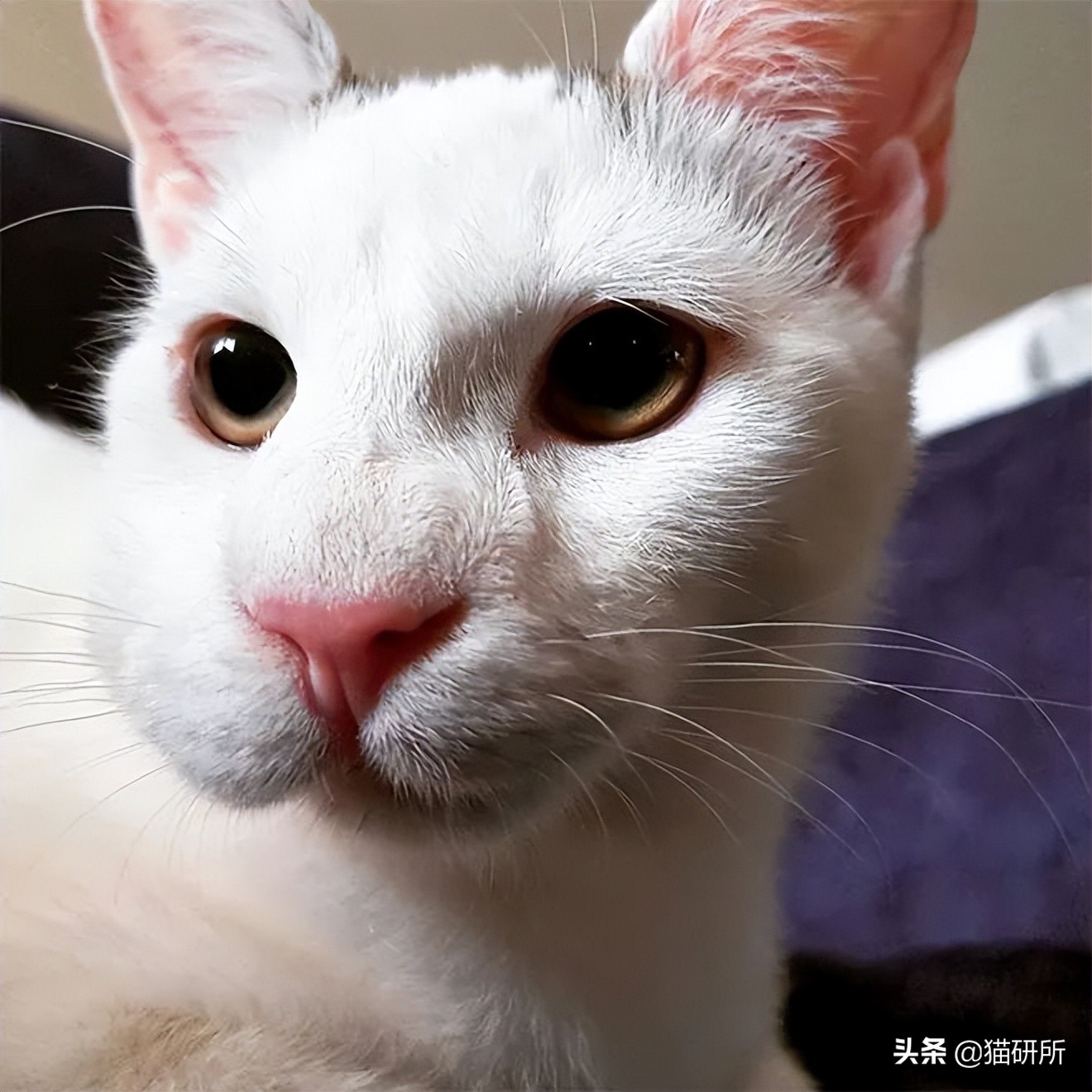 猫嘴里吐出半只蟑螂，如何消毒？在线等，急