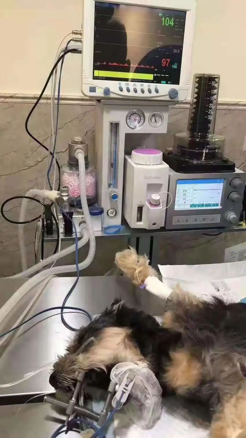 你所不在意的子宫蓄脓，将在多年后找上你家狗狗