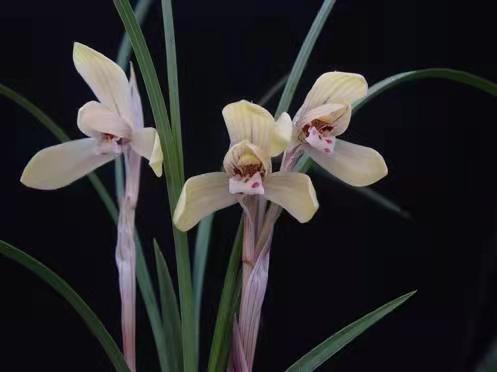 建兰君子兰品种图片大全,建兰素色兰花品种大全集