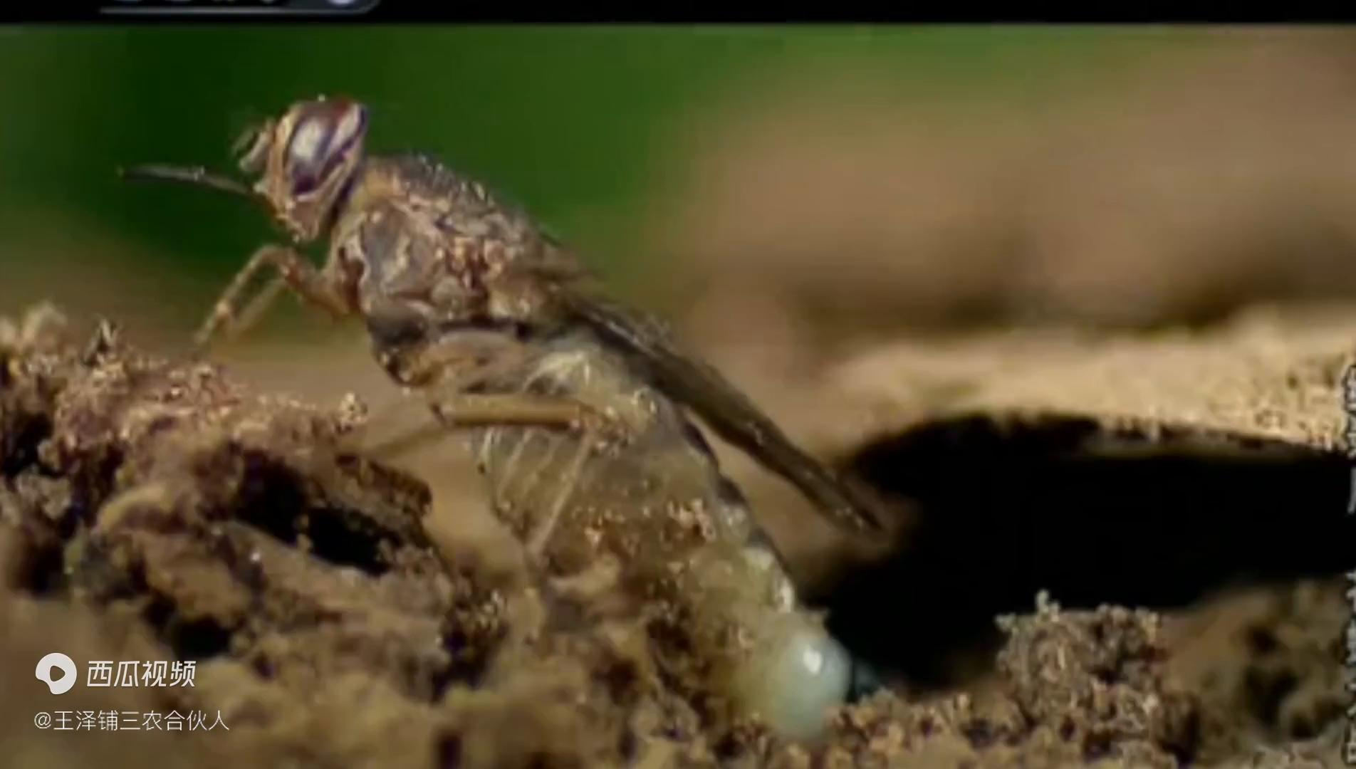 苍蝇大战蚊子,苍蝇大战