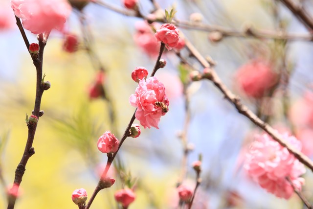 写春回大地的诗,指春回大地的诗句