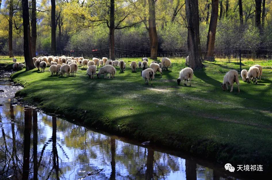 青海祁连山哪个位置最好,祁连山为什么一面森林一面草原