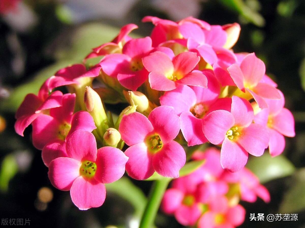 珍珠光泽的长寿花品种大全,长寿花最好看的品种花朵色彩丰富