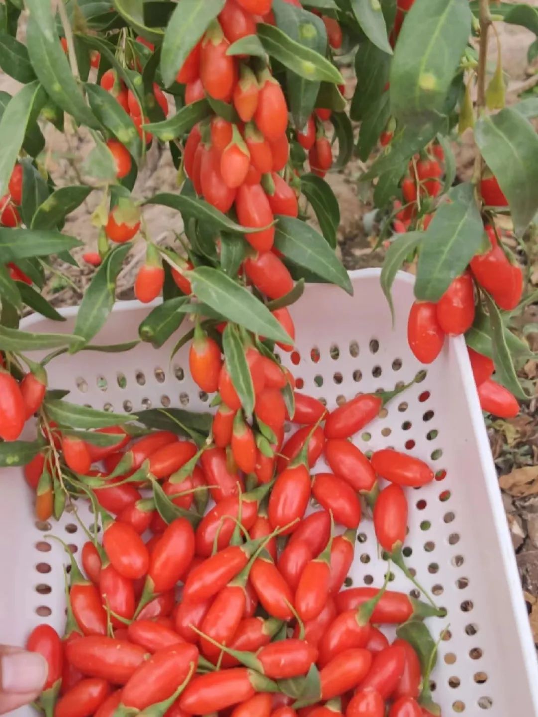 老人的智慧：仙草花的魅力，4种花草美丽养人，为全家带来福音