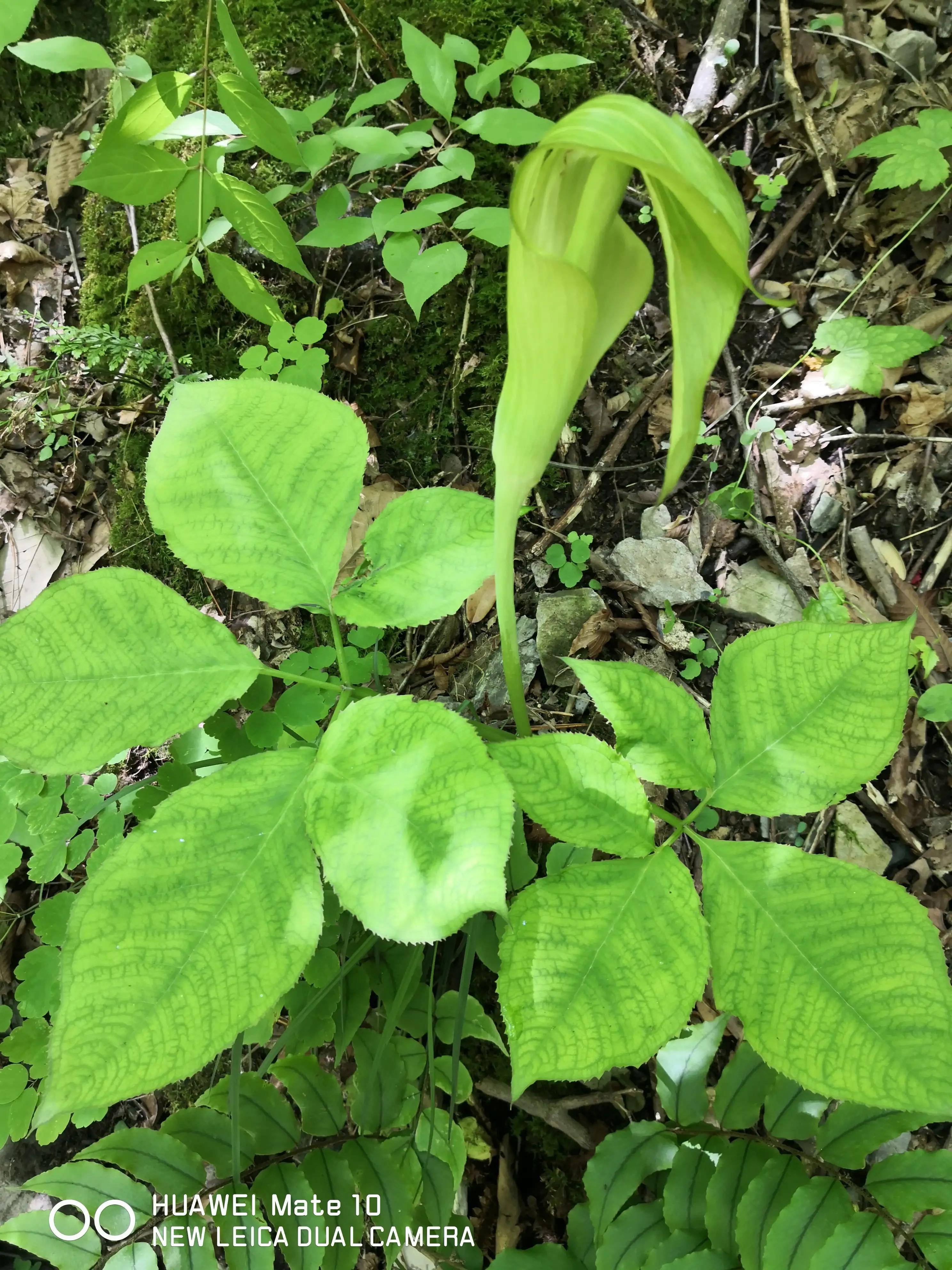 大秦岭的封面—金丝峽
