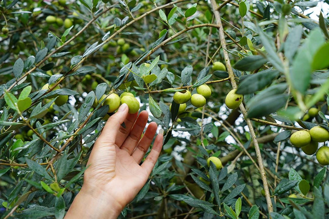 四川广元最好的特产,广元特产有哪些值得带