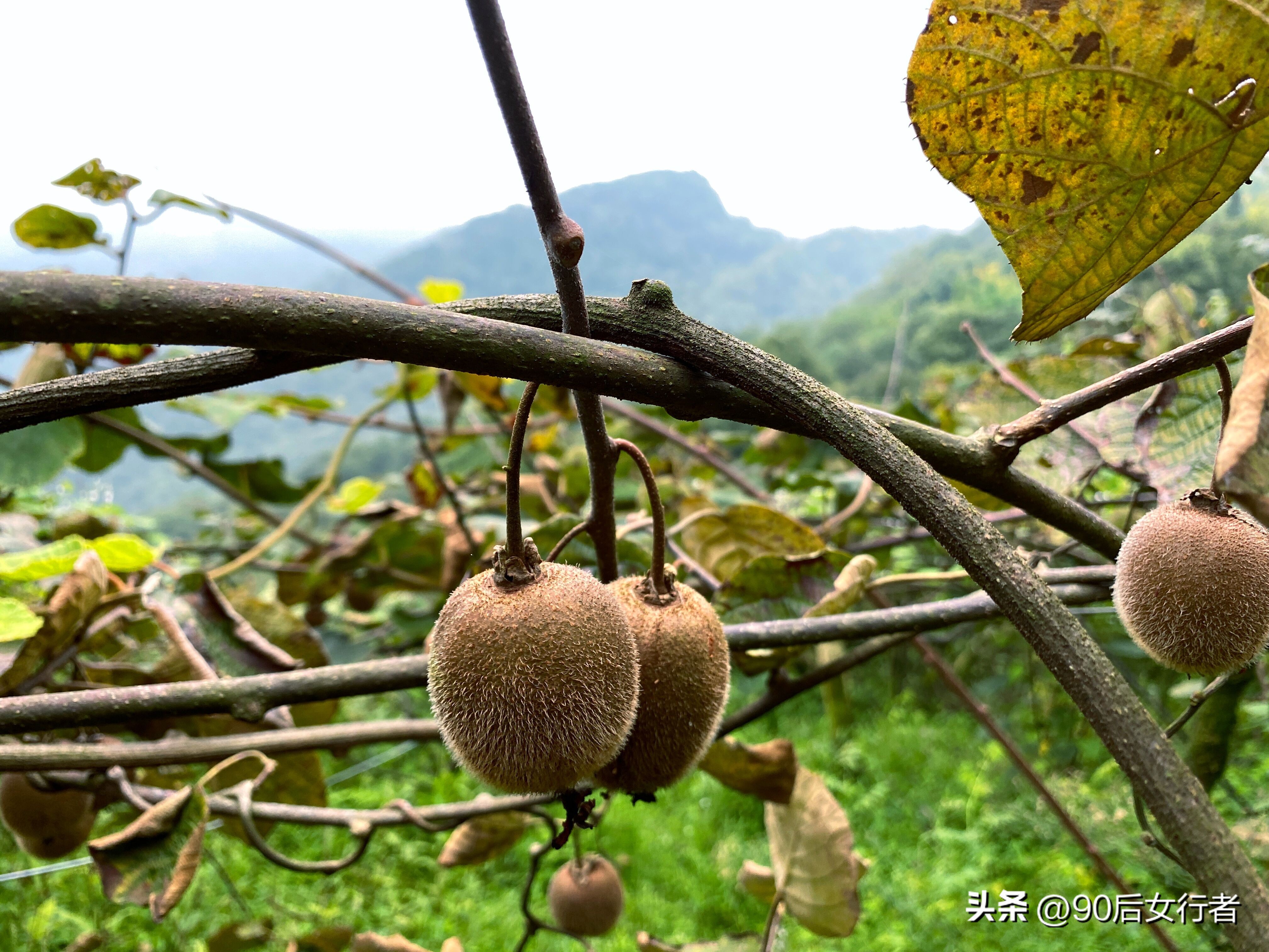 走进山间的小路感受大自然,成都深山老林旅游最好去处