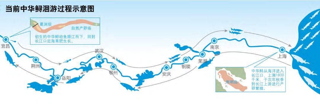 蓝色大龙渔民误捕5条中华鲟放生,渔民误捕野生中华鲟放生