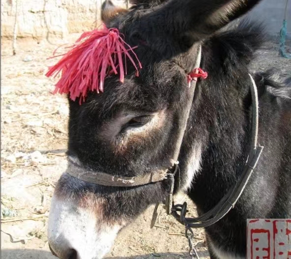 无言的战友（一）作者/齐石