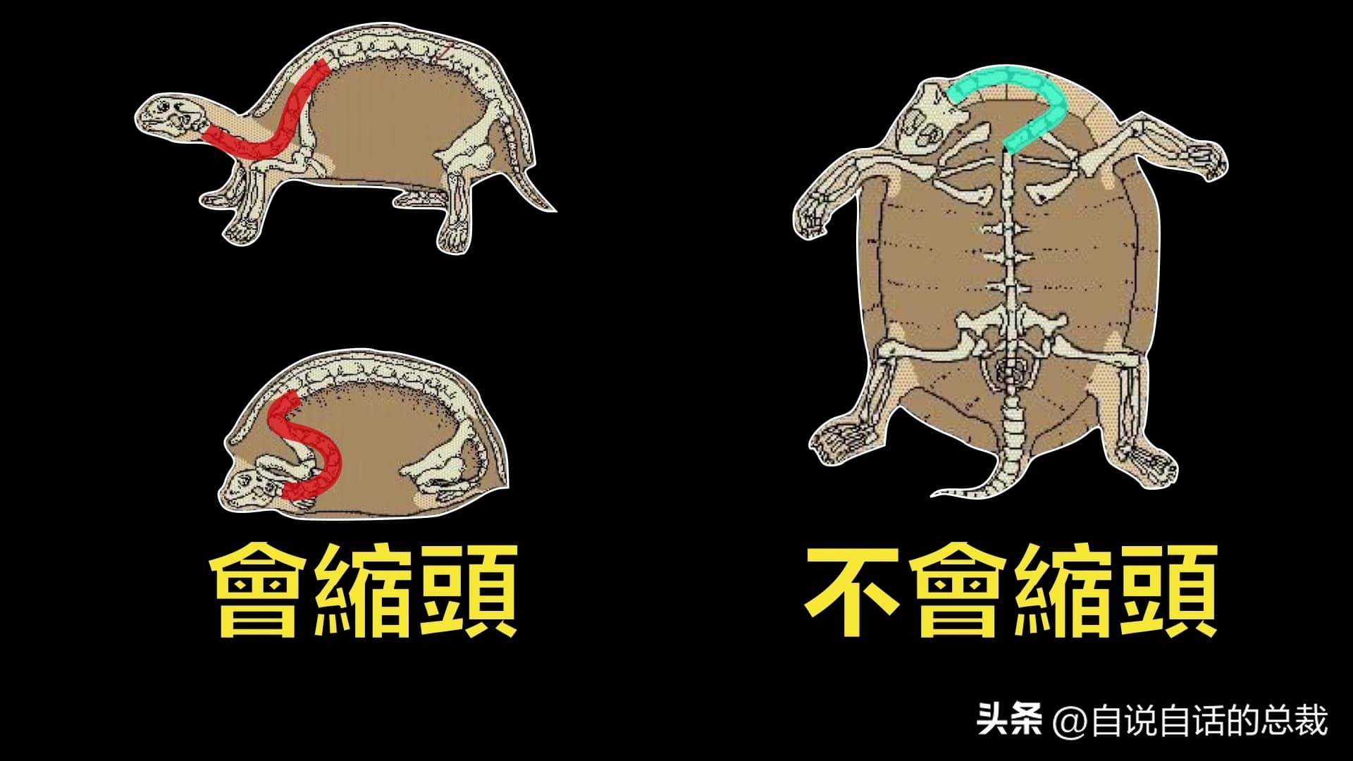 龟蛇大战巨龟视频,罕见别致的龟蛇大战