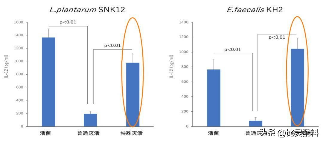 肠道益生菌提升免疫力,植物乳杆菌修复肠胃吗
