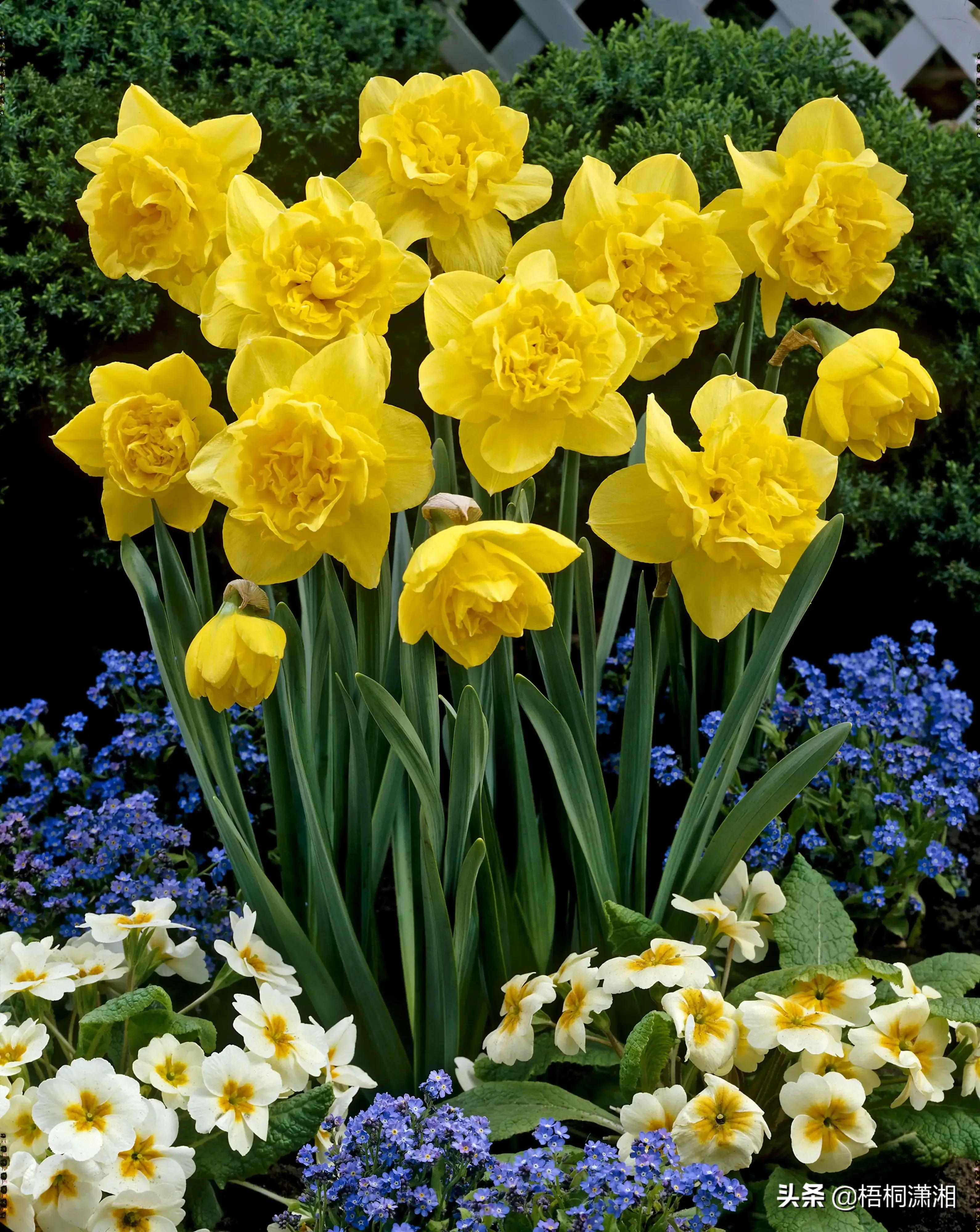 这种花养护非常简单,4种花随便一养就爆盆