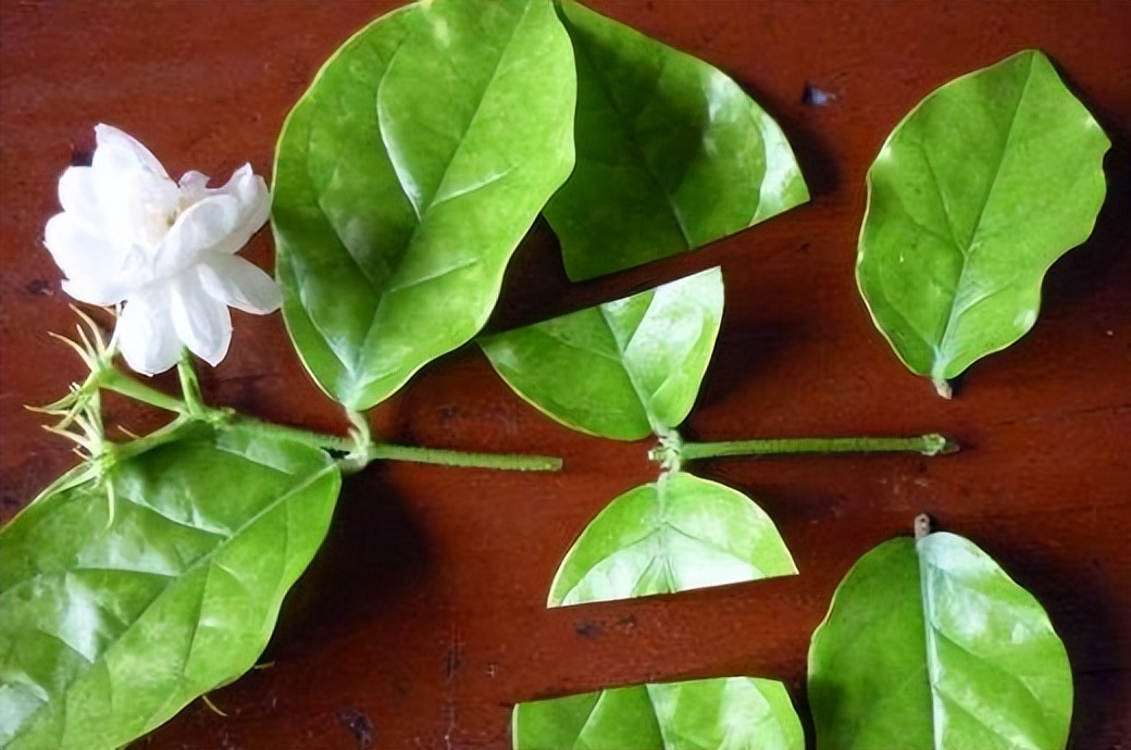 怎么养茉莉花开花多,茉莉花如何养开花不断