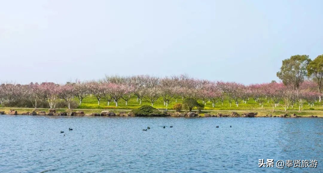 赏梅胜地梅园,赏梅好时节