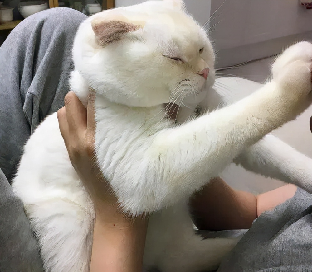 养猫一年后发现了13个神奇现象,养猫久了人会得什么病