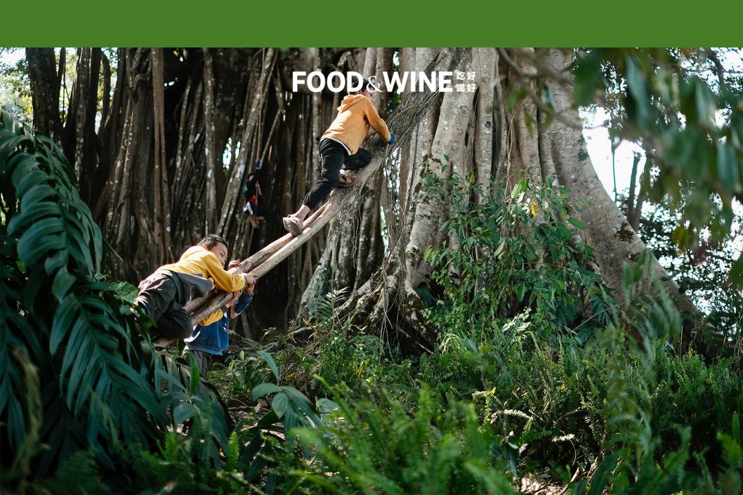 云南咖啡越来越受欢迎但口感如何,云南咖啡到底如何