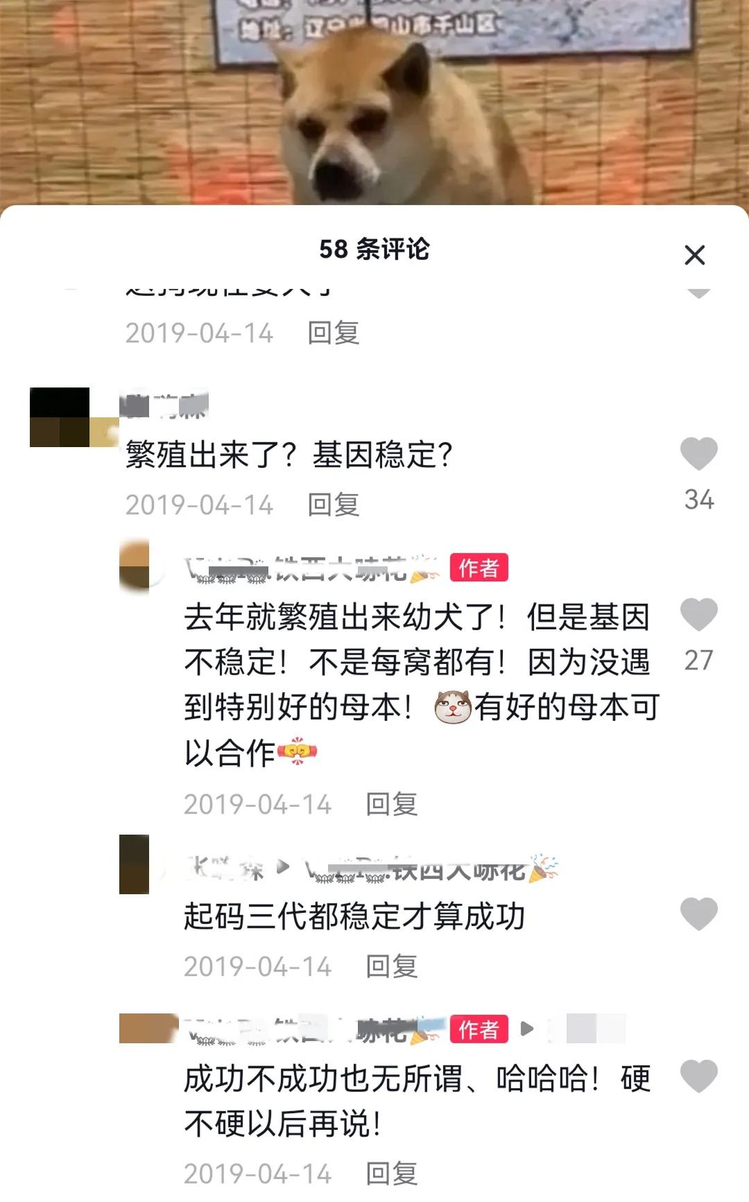 这样的阴间猫狗审美,早该翻车了