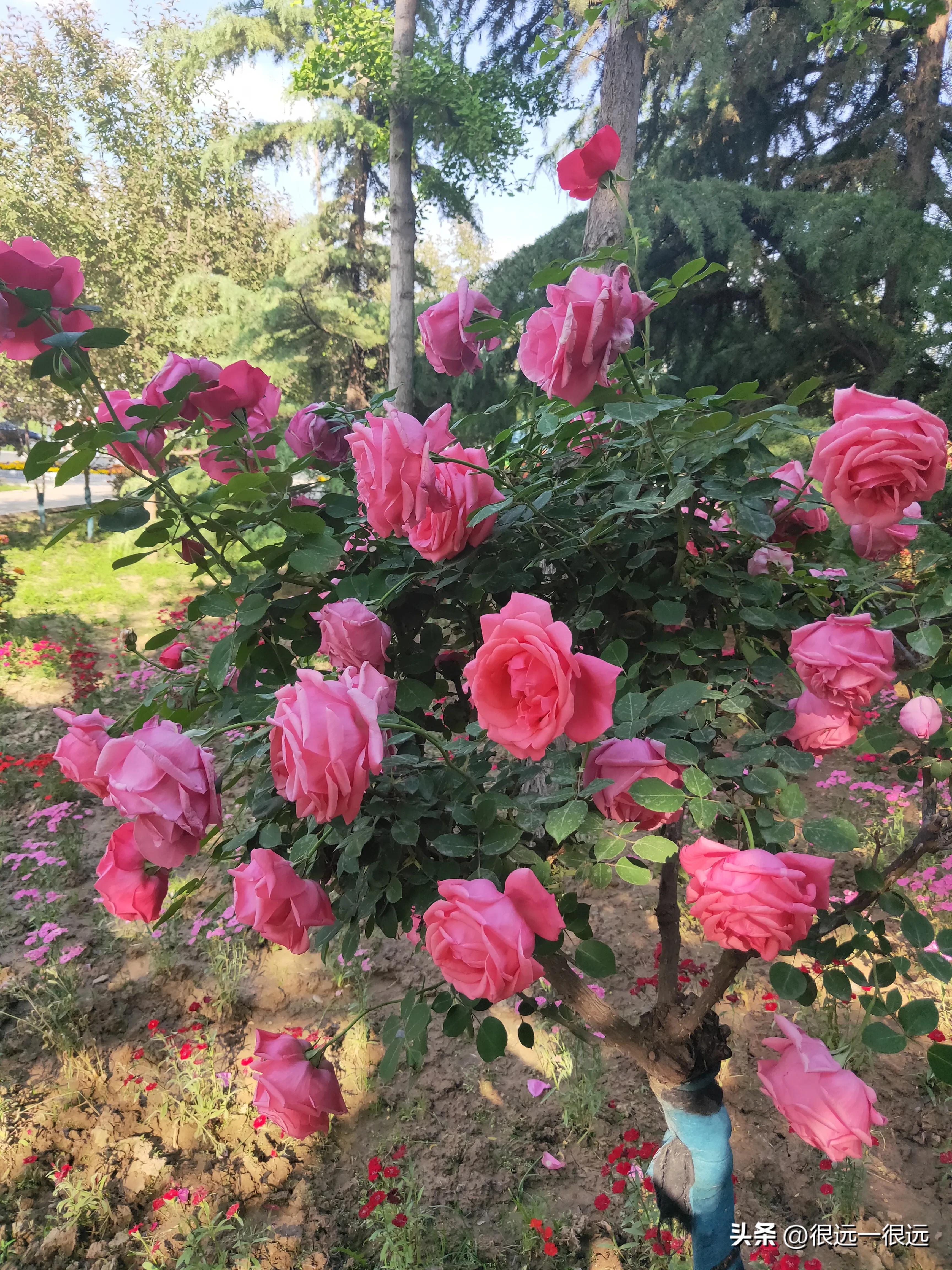 名人阿七的“辉煌”人生故事二