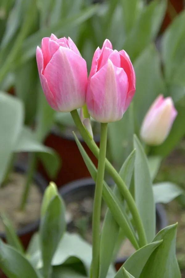 白色郁金香图片大全,郁金香图片大全大图唯美