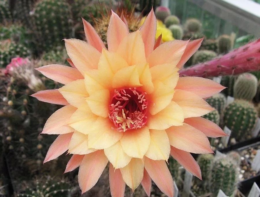 200种·仙人球开花图鉴，大开眼界，美到爆