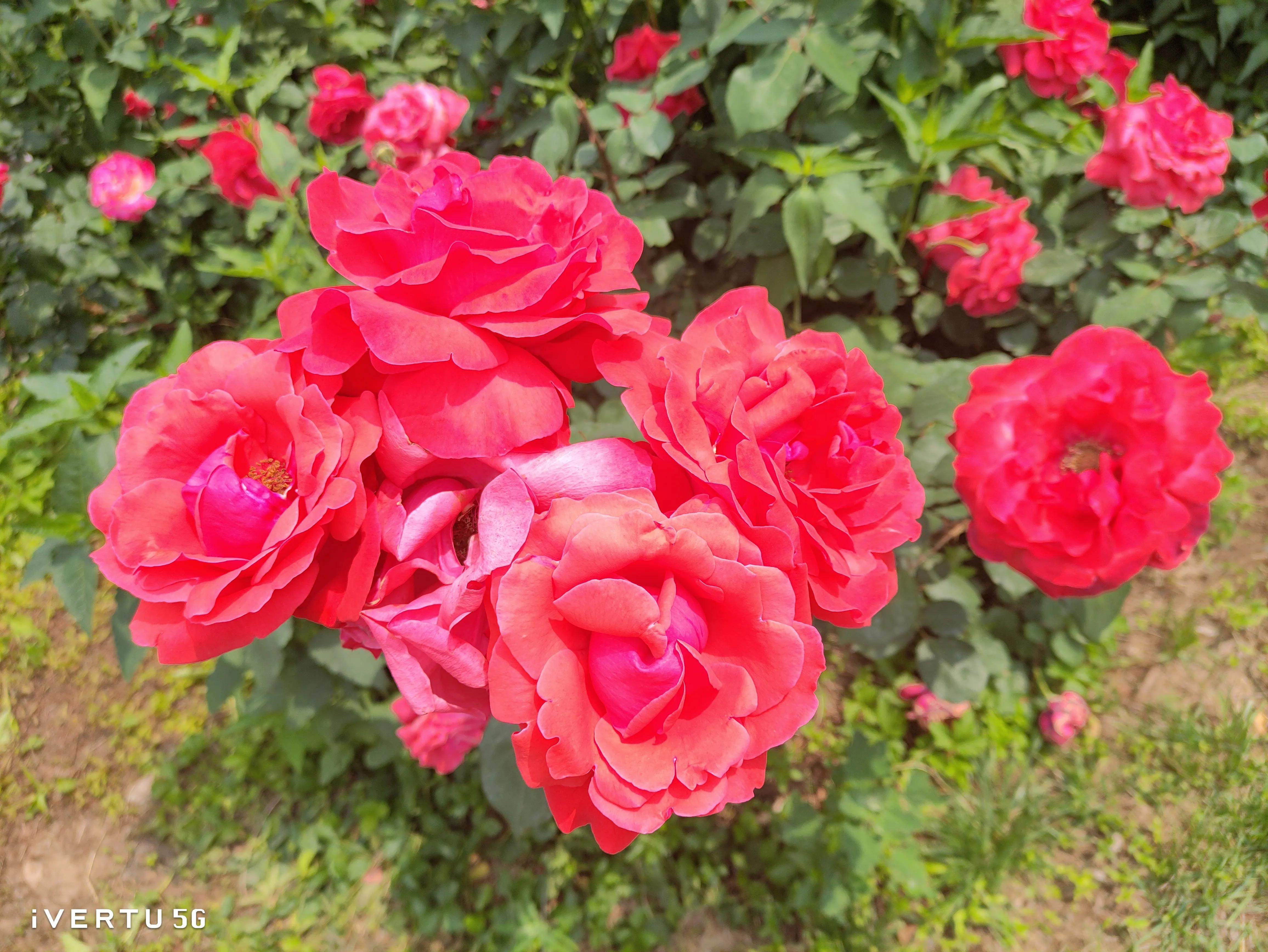 北京盆栽月季可以户外过冬吗,北京植物园市花月季