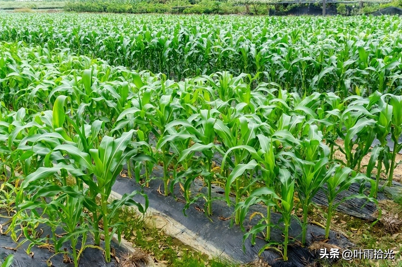 玉米苗死苗怎样防治,玉米苗白化苗怎么办